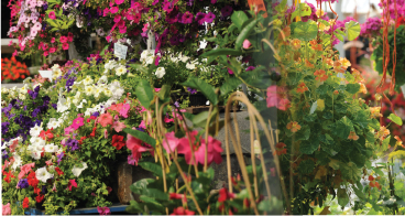 Profile: Tammy Boylan Profile: Tammy Boylan