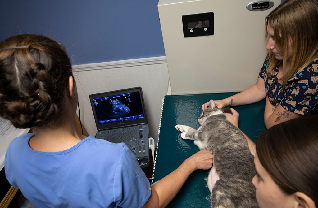 rondout-valley-veterinary-kerhonkson-ny-vets-hudson-valley-03