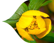 This Fall Think Spring This Fall Think Spring