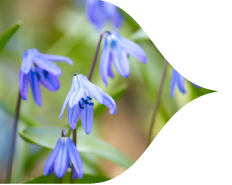 This Fall Think Spring This Fall Think Spring