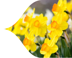 This Fall Think Spring This Fall Think Spring