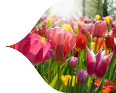 This Fall Think Spring This Fall Think Spring